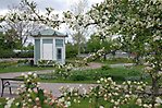 Ahllöfsparken i Arboga i vårskrud. Ett blommande träd med vita blommor syns i förgrunden. 